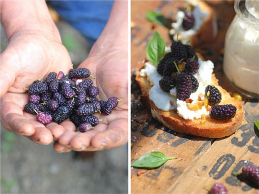 103-528x396.jpg?v=undefined