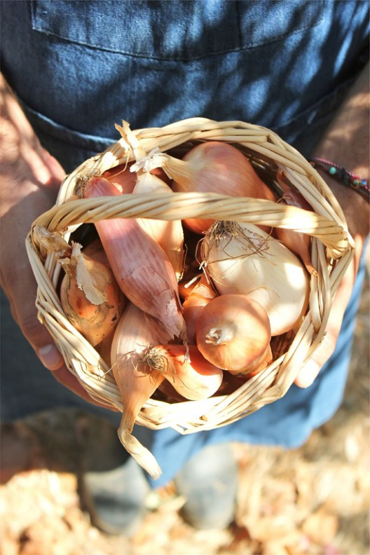 9-528x792.jpg?v=undefined