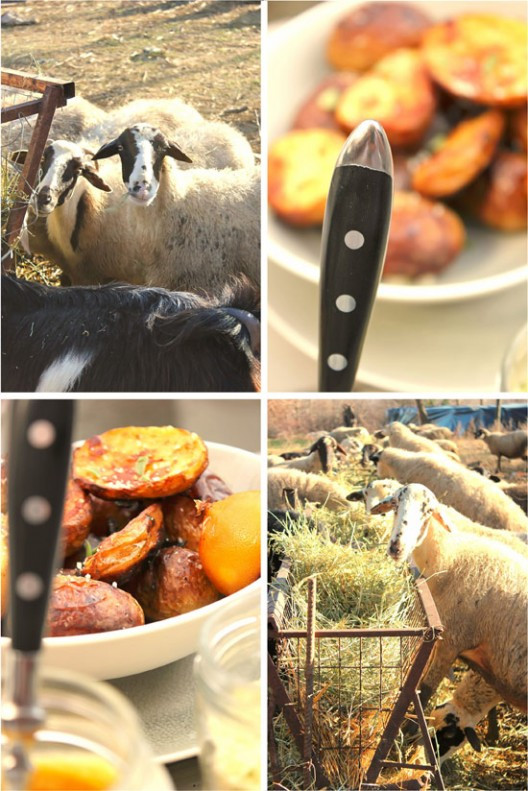 buter-fileto-31-528x791.jpg?v=undefined