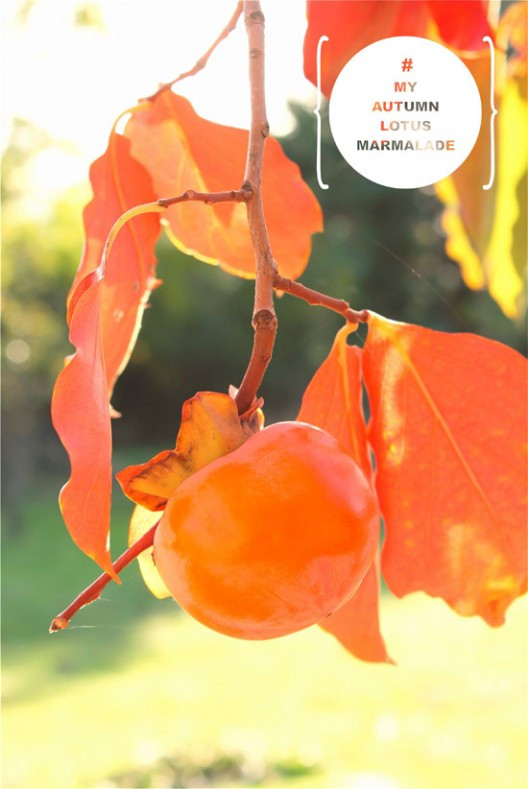 lotus-17-528x789.jpg?v=undefined