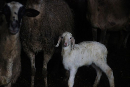 melityros-11-528x352.jpg?v=undefined