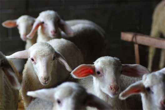 melityros-12-528x352.jpg?v=undefined