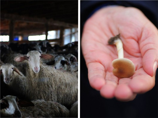 melityros-6-528x397.jpg?v=undefined