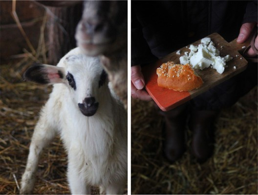 melityros-9-528x398.jpg?v=undefined