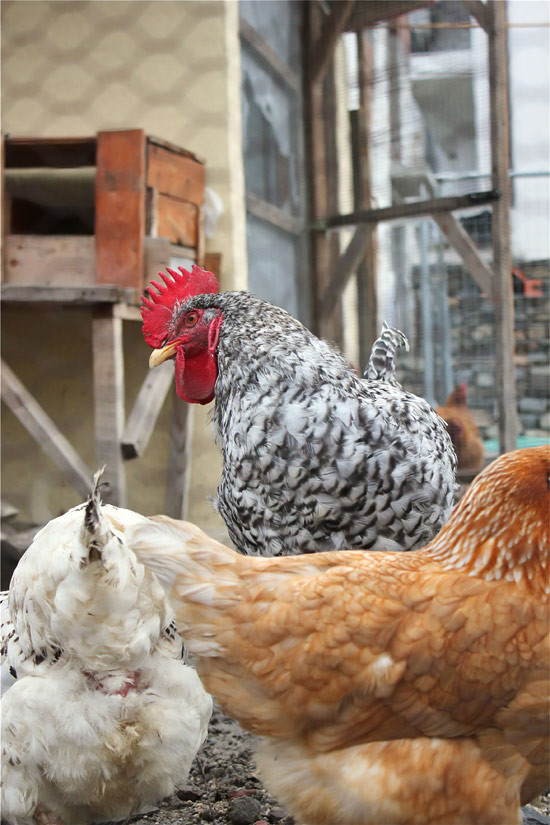 omeleta-24.jpg?v=undefined