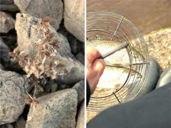 pestrofa-57.jpg?v=undefined