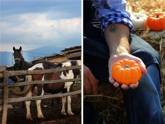 pumpkin-pie-7-528x396.jpg?v=undefined