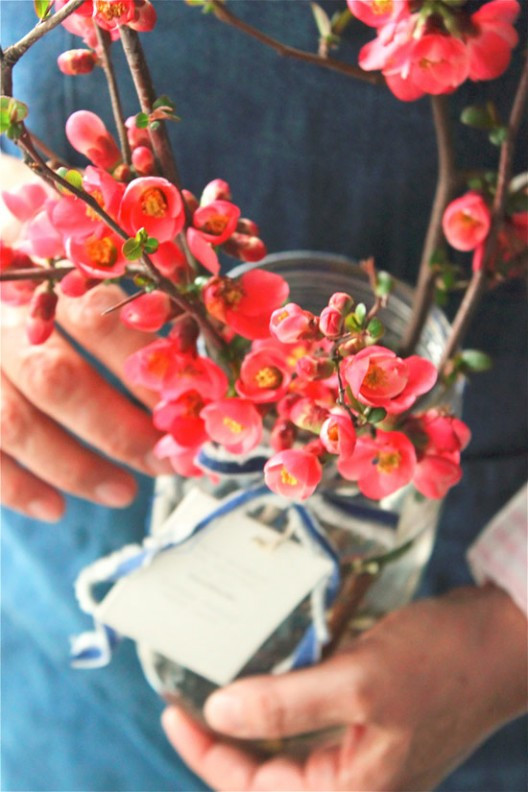 tiramisu-24-528x792.jpg?v=undefined