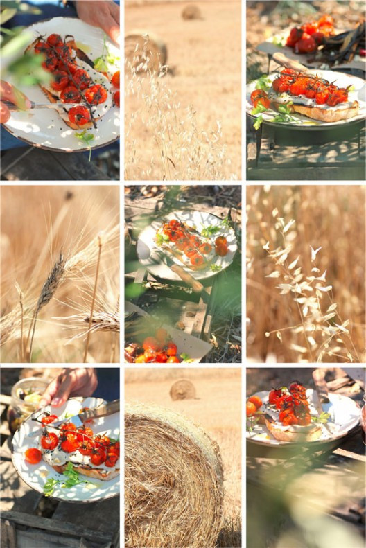 tomatinia-psita-100-528x791.jpg?v=undefined