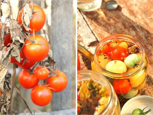 toursi-27-528x396.jpg?v=undefined